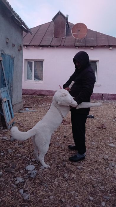 Сабака алабаи жасына толмаган күшік болашагы бар тиимоомроиспполллпсро