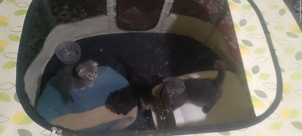 Zotdor  mushuklar bolasbor