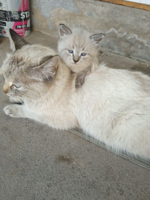 Домашние котята.