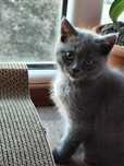 Femela British Shorthair blue
