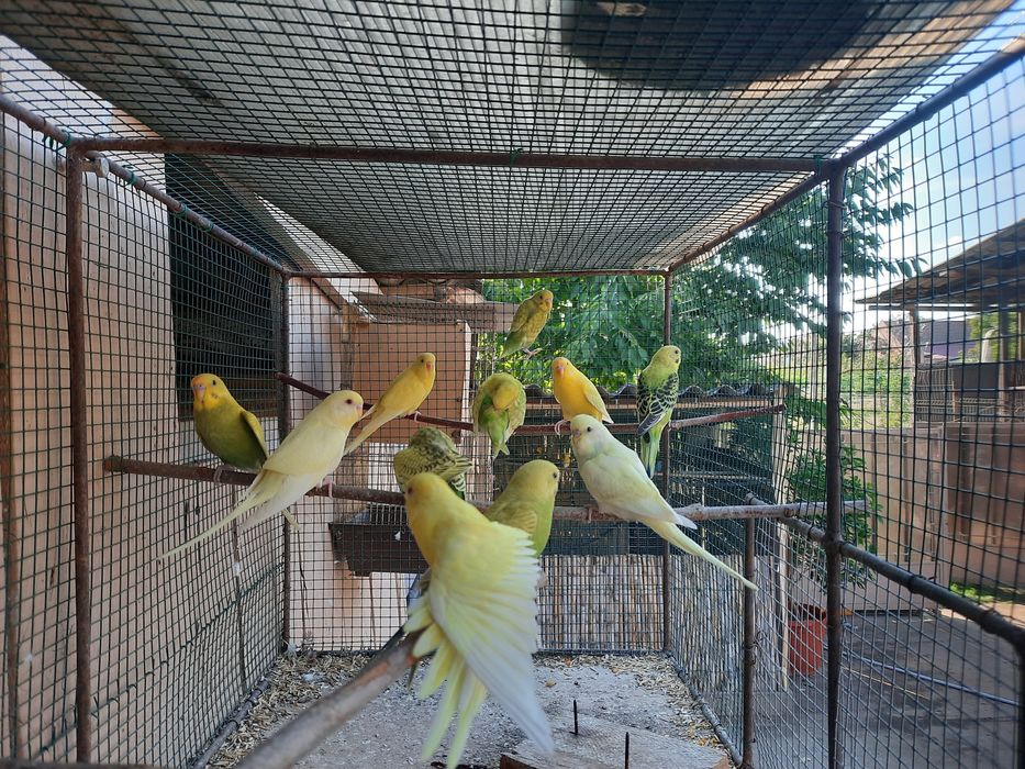 Diferite rase de Papagali