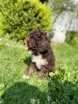 Лагото романьоло (lagotto romangnolo)