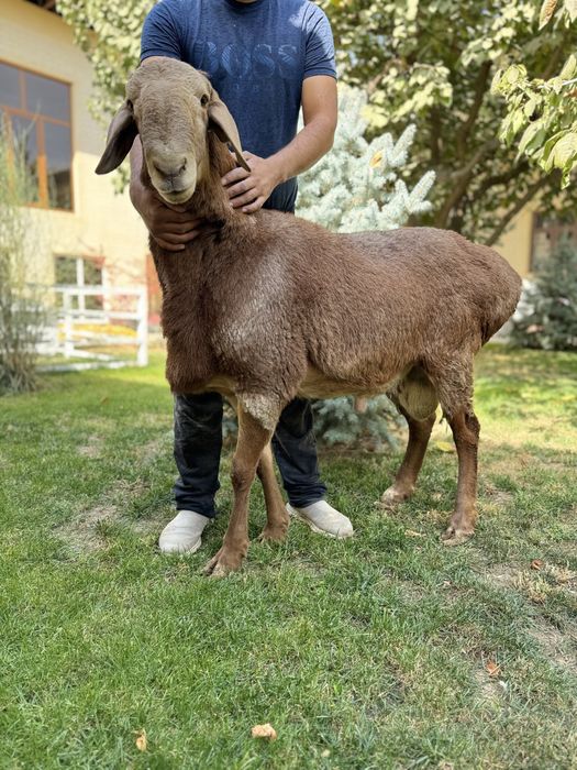 Қурбонликга Қўчқор Qochqor сотилади qoy qurbonlik