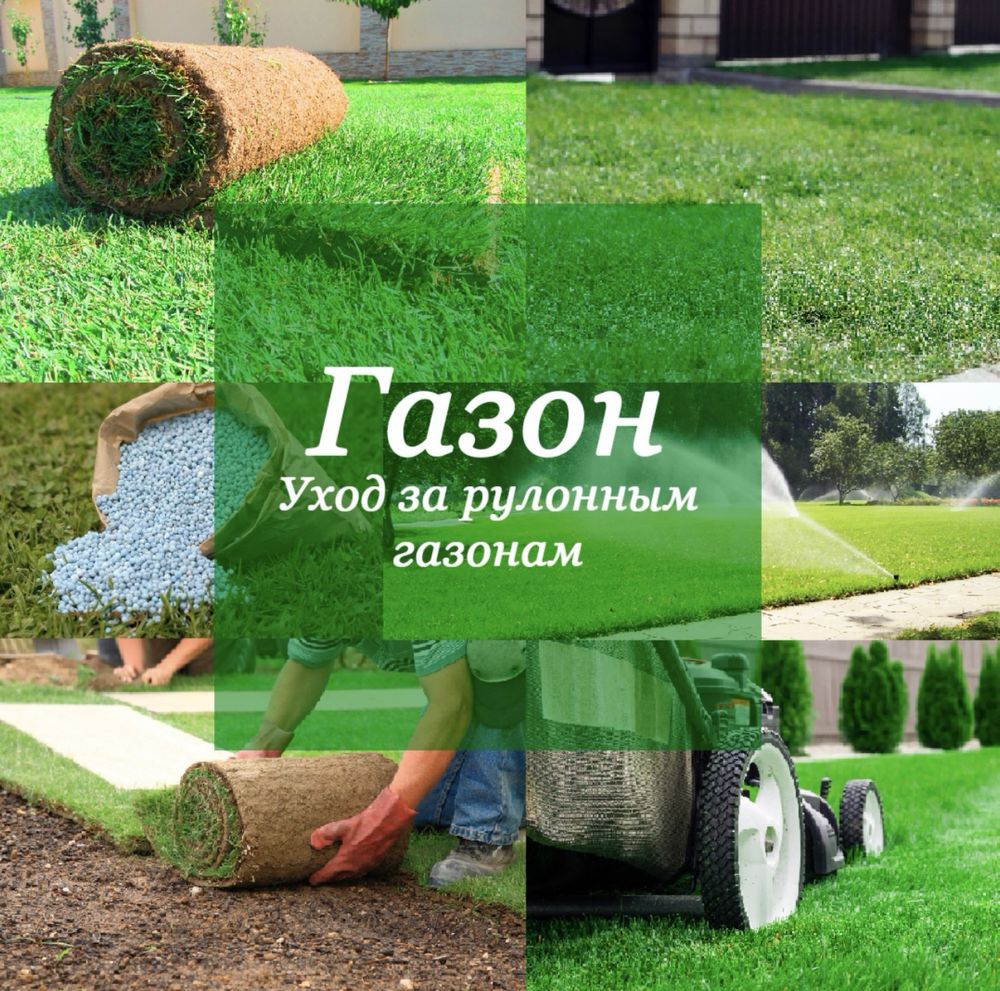 Gazon посевной,рулонный, полив, микроклимат.