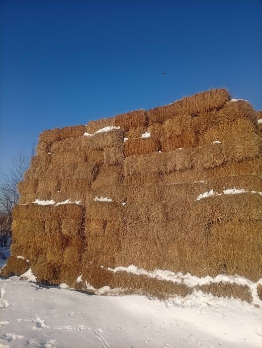 Солома, сено, суданка