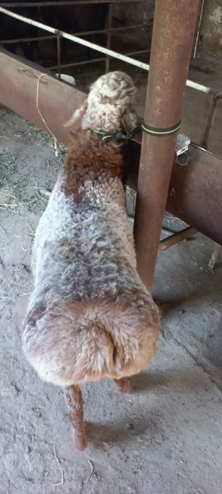 Кучкорлар сотилади