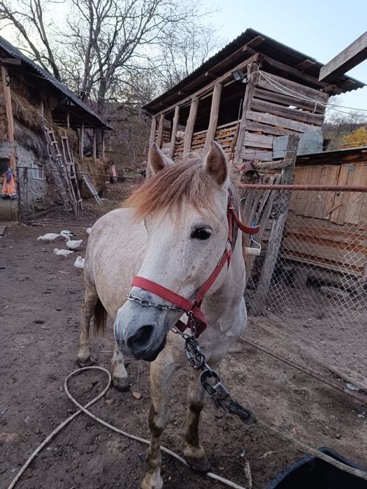 Vind armăsar tinar..