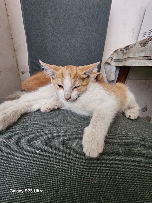 Котята домашние.