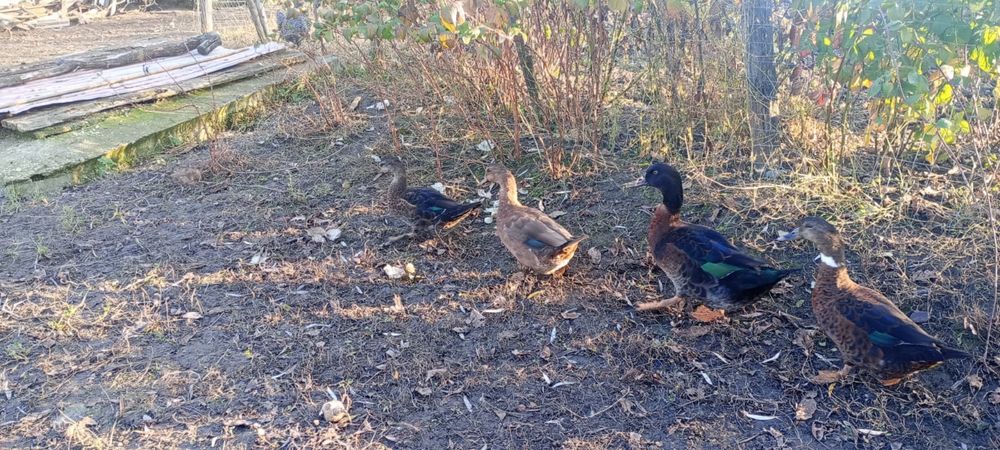 Rațe mute deosebite