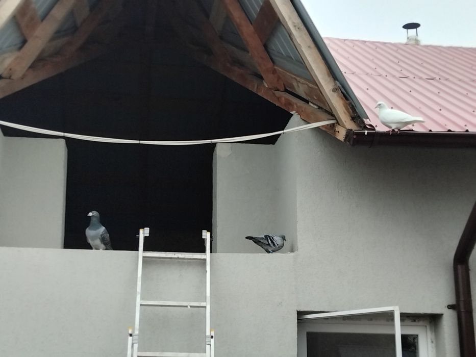 Porumbei  de vanzare doar impreuna