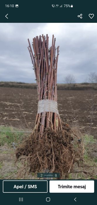 Vând butasi de zmeură de diferite soiuri