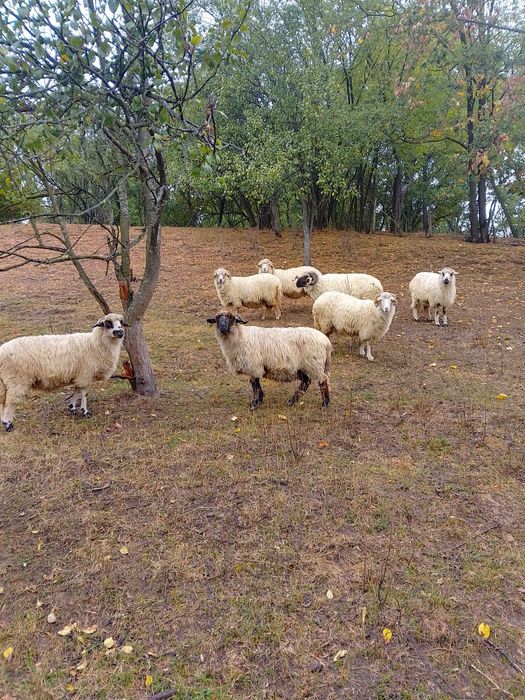 Șase oi de vânzare