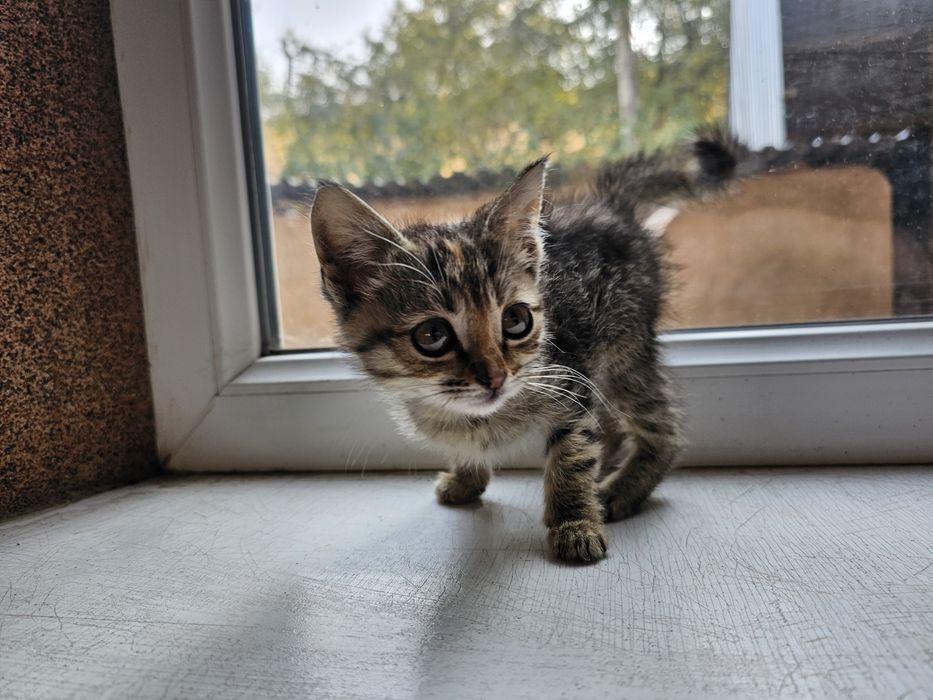 Отдам в хорошие руки.