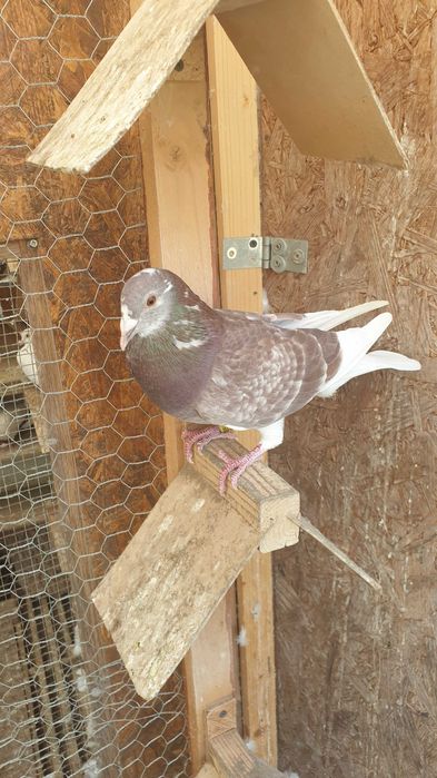 Ocazie! Vand 4 masculi voiajori de concurs cu origini foarte bune!