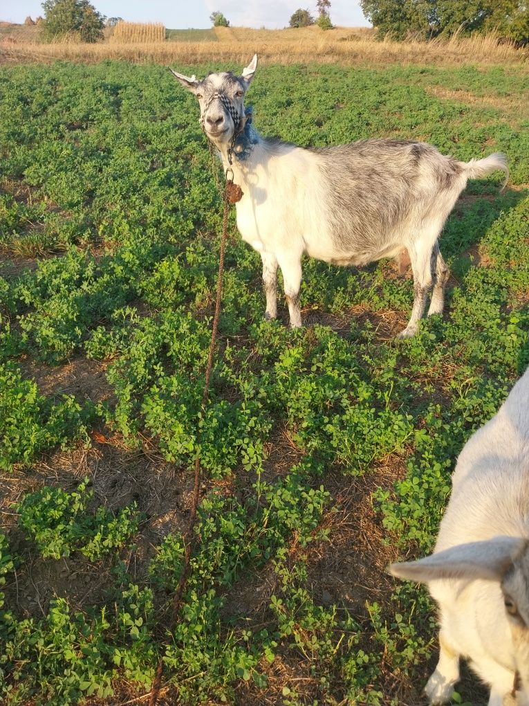 Capră buna de lapte de vanzare