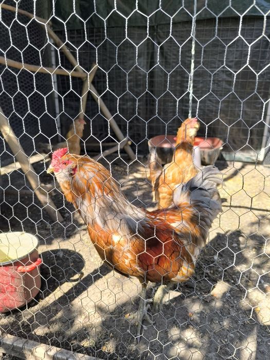 Familie Rhode Island si Cocos Ameraucana