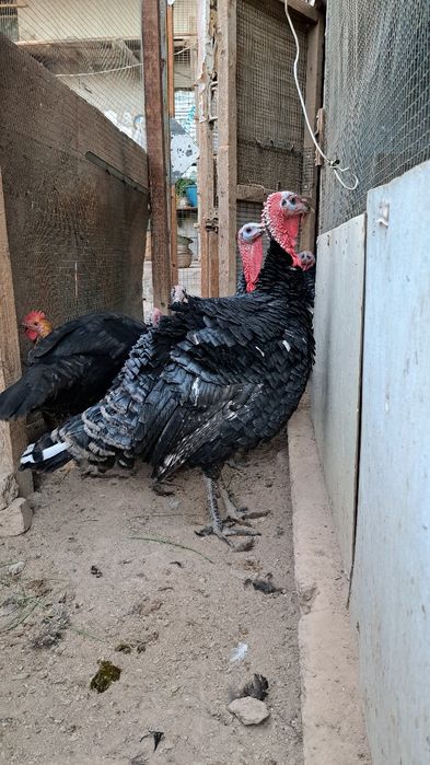 Induk  5-7 kilo atrofinda uyda boqilgan bu yilgii toza