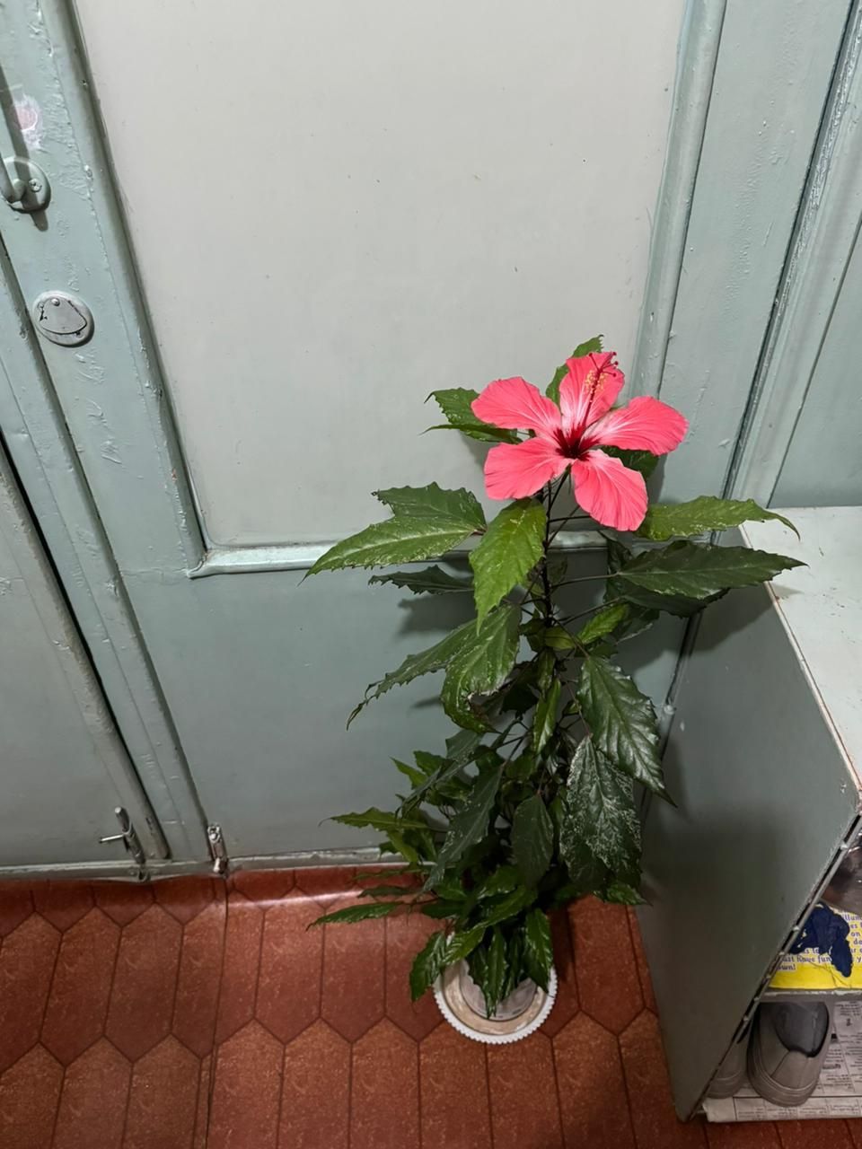 Продаю цветущий гибискус