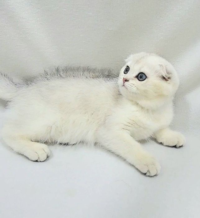 Скотиш фолд мальчик
