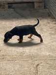 Jagdterrier jagd