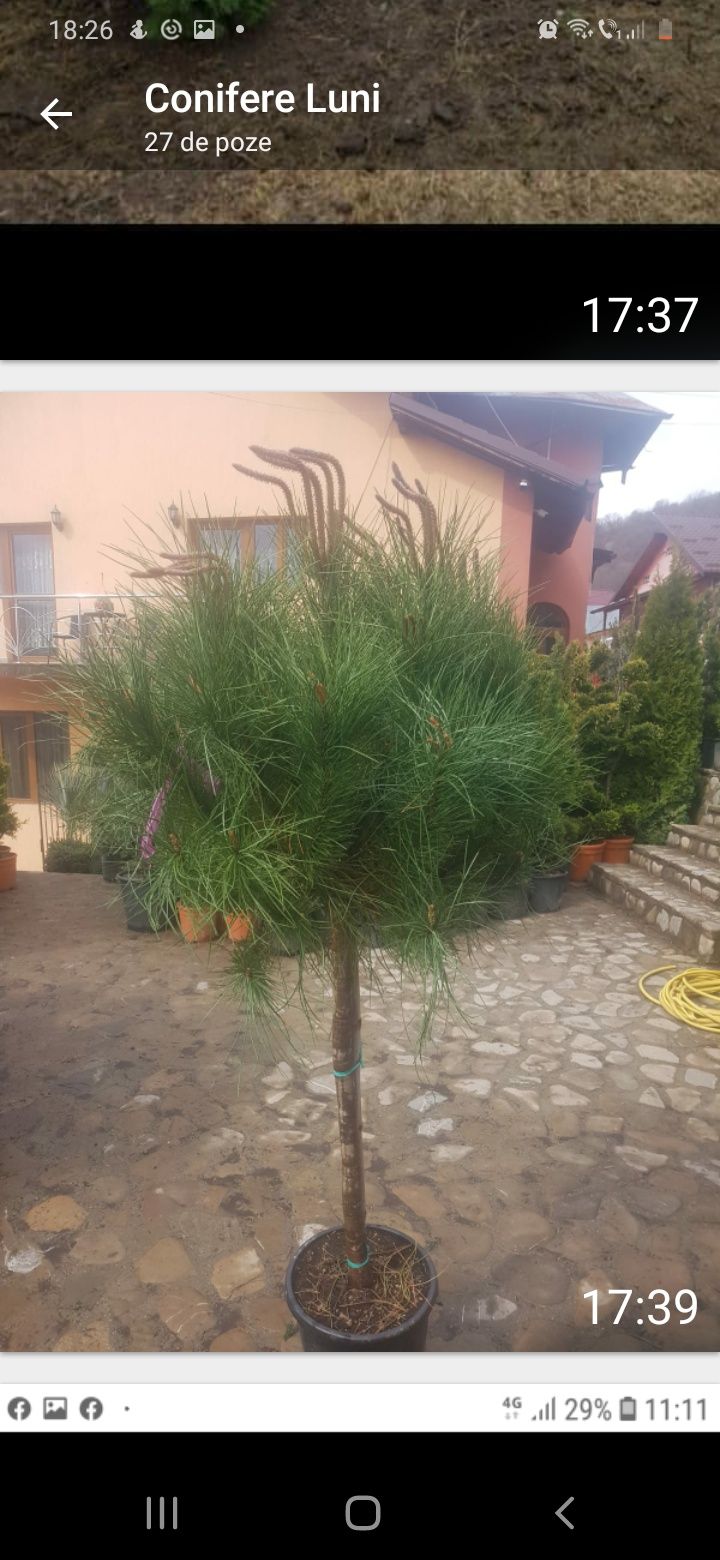 Vând plante ornamentale și gazon rulou.