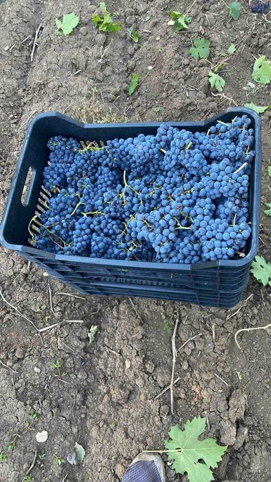 Продавам грозде за ракия и вино