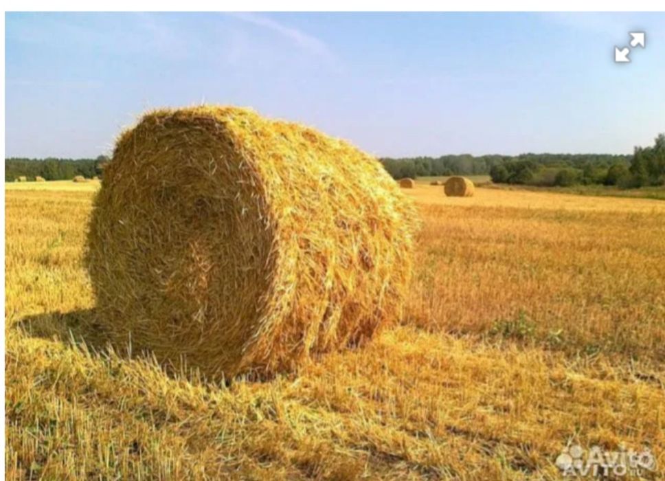 Продам солому ячменую в рулоннах