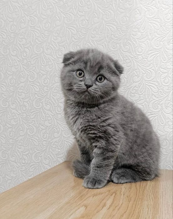 Scottish fold mascul
