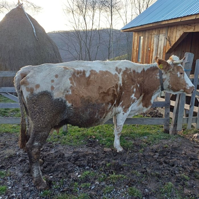 Vand vaca baltata buna de tinut