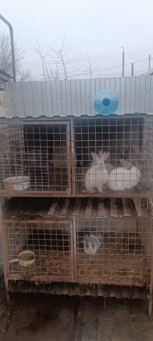 Продам кроликов и клетки