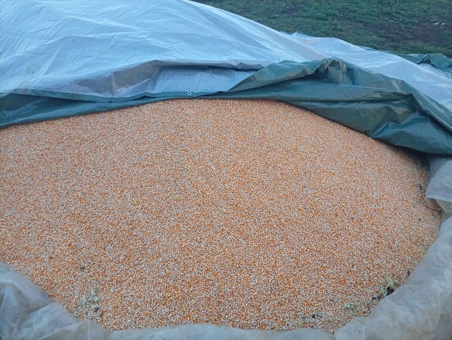 Vând grăunte pentru mălai