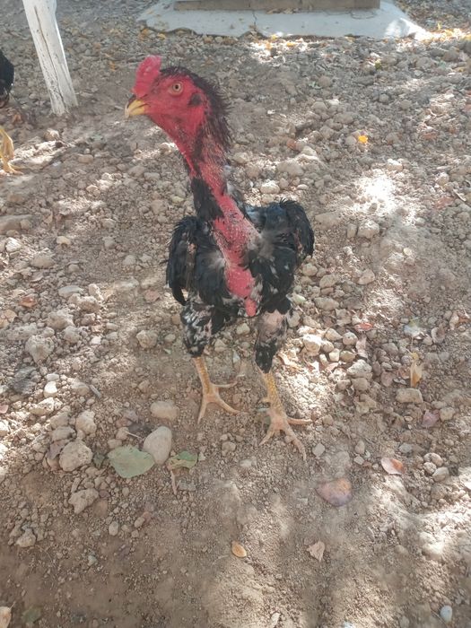 Dakan tuxum lari