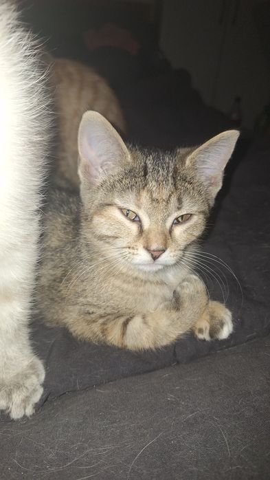 Отдам в добрые руки котят