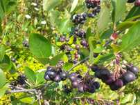 Vând fructe aronia