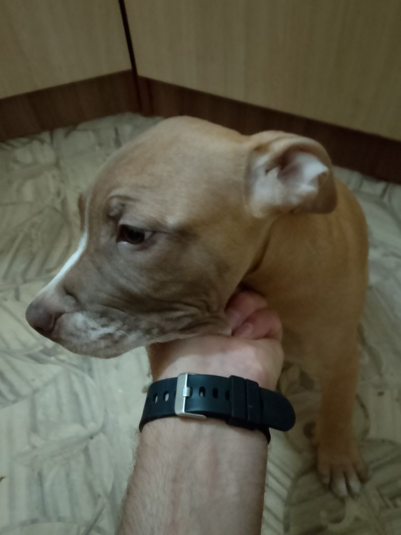 Продам щенков Питбуля