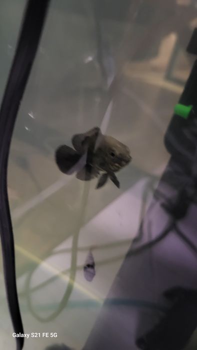 Pui Oskar Gold Albino