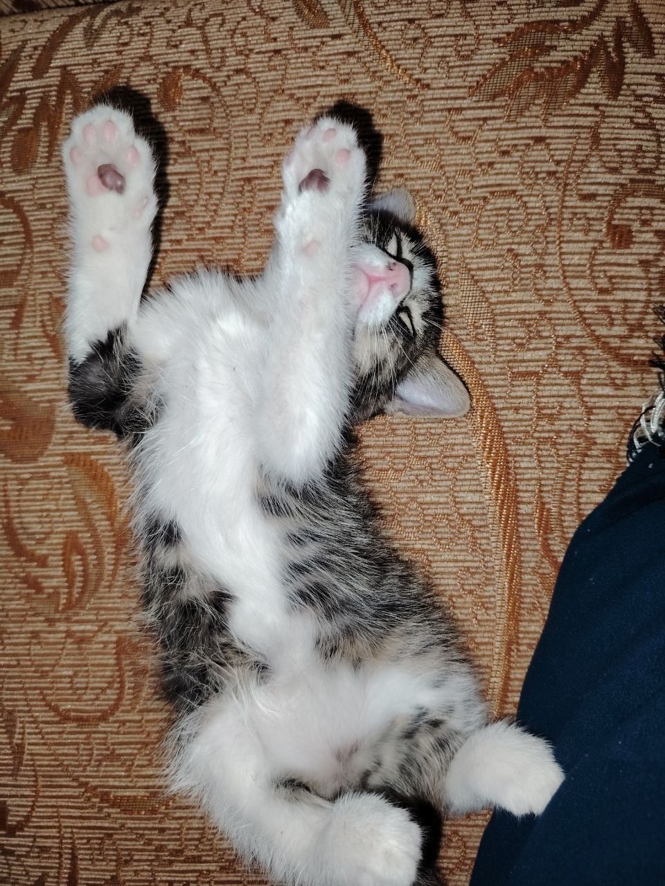 Котятки 2 месяца домашние