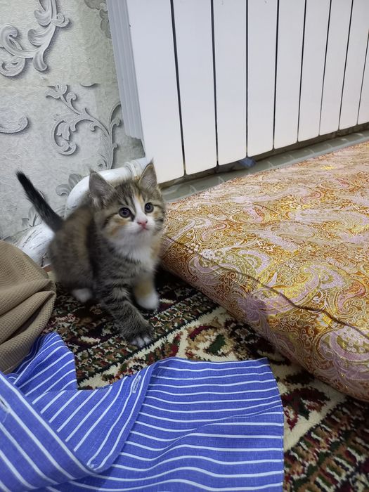 Продаются котята