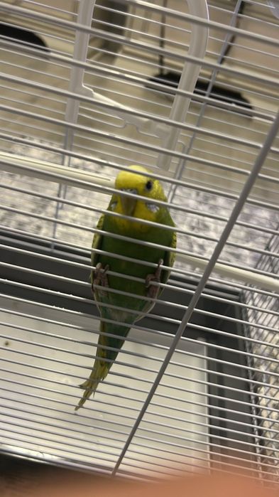 Vând papagal peruș