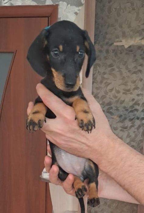 Продам щенков таксы