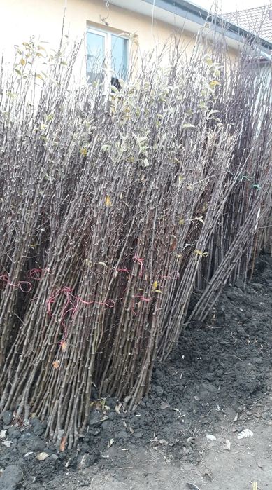 Vand pomi fructiferi