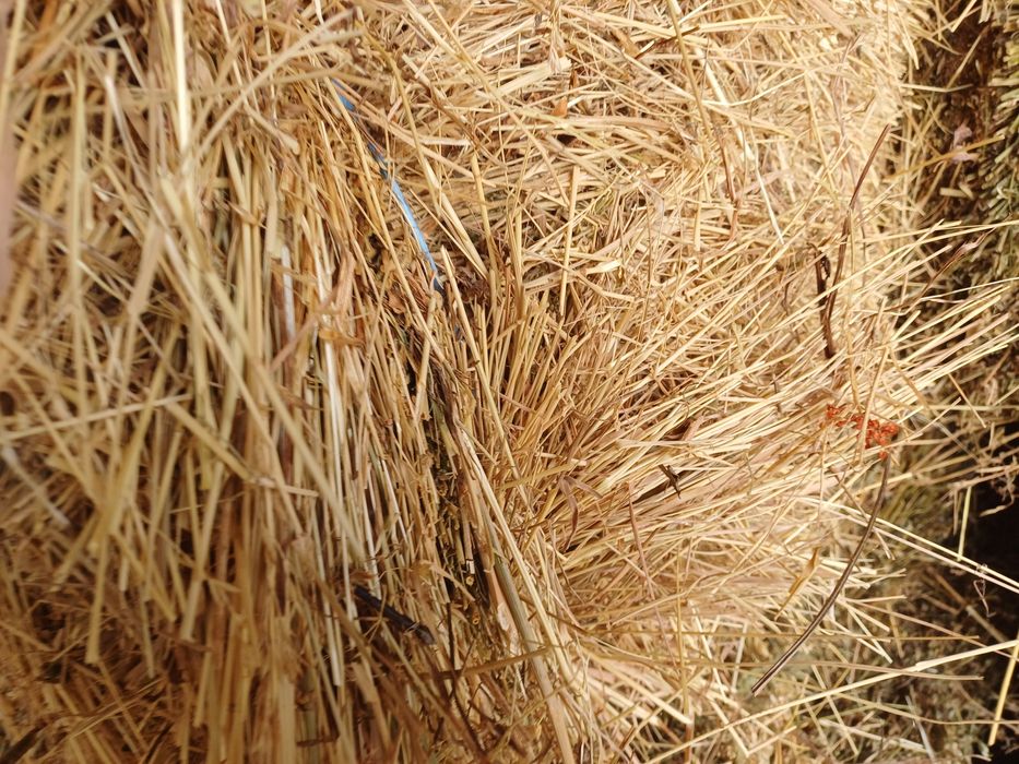 Baloti fan si coceni