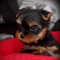 Yorkshire terrier baietel