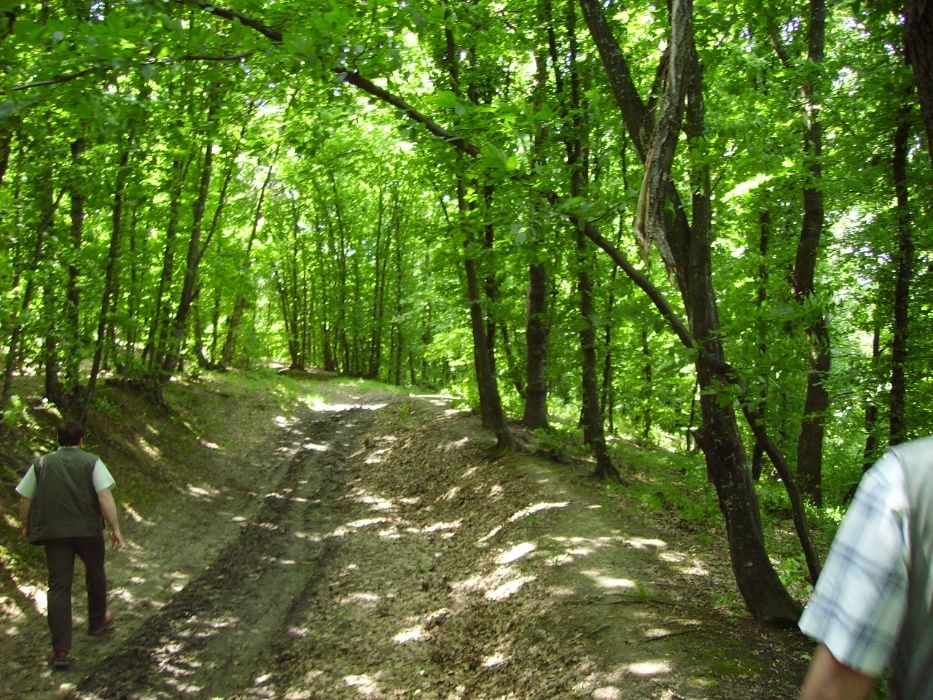 Padure Vaslui - Negresti