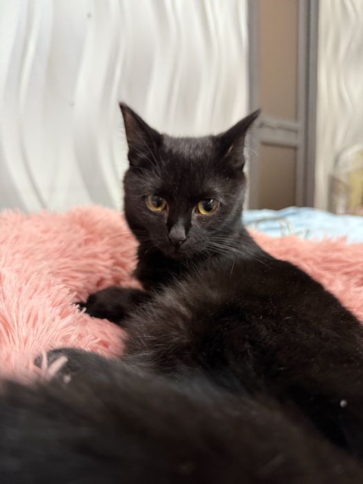 Кошечка ищет семью. Стерилизована