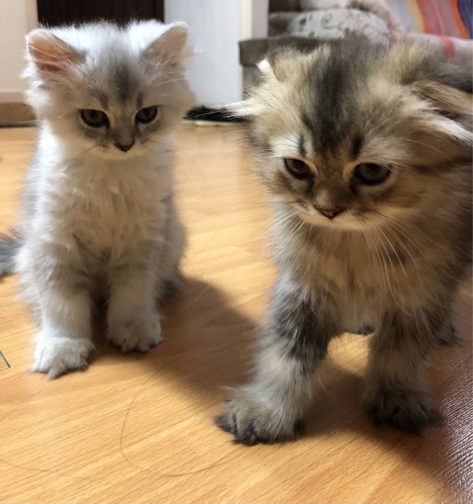 Котята чистокровные скотиш фолд и скотиш страйт,красивые..