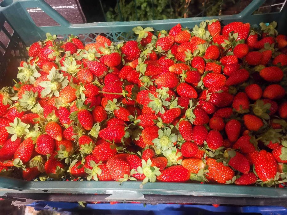 Capsuni de toamna din soiul murano dulci si gustoase crescute ecologic