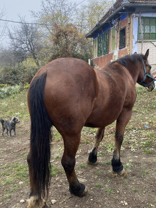 Vand iapă bună pentru căruță.