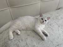 Котенок шотландец мальчик
