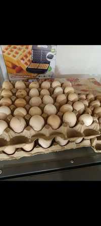 Инкубационные яйцо домашних кур жумыртка бастырганга
